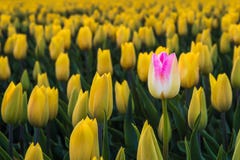 Uma tulipa de florescência em um fim acima fotos de stock Uma tulipa de florescência em um fim acima fotos de stock