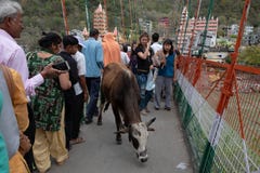 Uma vaca fá-lo lentamente é maneira através de Lakshman Jhula, adicionando ao já fotografia de stock Uma vaca fá-lo lentamente é maneira através de Lakshman Jhula, adicionando ao já fotografia de stock