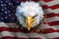 Uma águia americana norte-americana irritada na bandeira americana Imagens de Stock Uma águia americana norte-americana irritada na bandeira americana Imagens de Stock