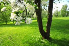 Uma árvore de maçã com as flores brancas que florescem em um parque fotos de stock Uma árvore de maçã com as flores brancas que florescem em um parque fotos de stock