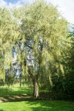 Uma árvore de salgueiro em um parque fotografia de stock Uma árvore de salgueiro em um parque fotografia de stock