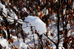 Uma árvore decíduo pequena com folhas de outono e a pilha nevam no ramo fotos de stock Uma árvore decíduo pequena com folhas de outono e a pilha nevam no ramo fotos de stock