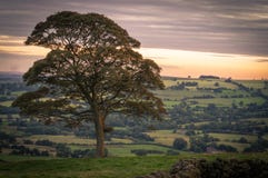 Uma árvore solitária no por do sol no parque nacional do distrito máximo imagem de stock Uma árvore solitária no por do sol no parque nacional do distrito máximo imagem de stock