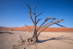Un árbol Seco En Un Valle Sossusvlei Namibia Del Desierto Foto de archivo - Imagen de sossusvlei, namibia: 51657690
