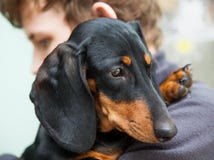 un adolescent et le sien animal familier triste photographie stock un adolescent et le sien animal familier triste photographie stock