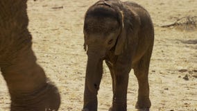 Un africana mignon de Loxodonta d'éléphant africain de bébé, Addo Elephant National Park, Afrique du Sud photographie stock Un africana mignon de Loxodonta d'éléphant africain de bébé, Addo Elephant National Park, Afrique du Sud photographie stock