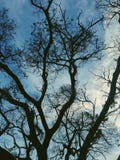 Un albero come i miei cuori immagini stock libere da diritti Un albero come i miei cuori immagini stock libere da diritti