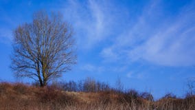Un albero solo fotografie stock Un albero solo fotografie stock