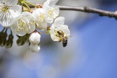 Un'ape degna raccoglie il polline immagini stock Un'ape degna raccoglie il polline immagini stock