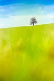 Un arbre abandonné sans feuilles sur un pré vert photos libres de droits Un arbre abandonné sans feuilles sur un pré vert photos libres de droits