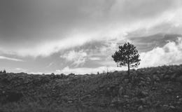 Un arbre en noir et blanc photo stock Un arbre en noir et blanc photo stock