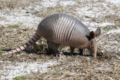 Un armadillo legato giovani nove