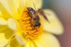 Un audacieux gaffe l'abeille sur un tournesol frais et jaune moissonnant le nectar de la fleur Format horizontal images libres de droits Un audacieux gaffe l'abeille sur un tournesol frais et jaune moissonnant le nectar de la fleur Format horizontal images libres de droits