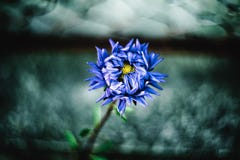 Un balteata di Allograpta della femmina dronefly sorvola il fiore della cicoria fotografia stock Un balteata di Allograpta della femmina dronefly sorvola il fiore della cicoria fotografia stock