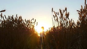 Un bambino felice funziona attraverso il giacimento di grano durante il tramonto in un movimento lento Il figlio di un agricoltor stock footage Un bambino felice funziona attraverso il giacimento di grano durante il tramonto in un movimento lento Il figlio di un agricoltor stock footage