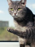 Un beau chat aux yeux verts gris avec les rayures noires et blanches se repose sur le rebord de fen?tre et les regards dans la ca photos libres de droits Un beau chat aux yeux verts gris avec les rayures noires et blanches se repose sur le rebord de fen?tre et les regards dans la ca photos libres de droits