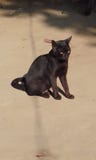 Un beau chat noir se reposer sur la terre images stock Un beau chat noir se reposer sur la terre images stock