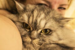 Un beau chat pelucheux est offensé quand image stock Un beau chat pelucheux est offensé quand image stock