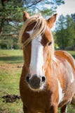 Un beau cheval de baie est se tenant et regardant en avant photographie stock libre de droits Un beau cheval de baie est se tenant et regardant en avant photographie stock libre de droits