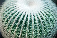 Un beau macro de plan rapproché de cactus de grand rond vert sur la vue supérieure brouillée de fond, texture de cactus avec de l images stock Un beau macro de plan rapproché de cactus de grand rond vert sur la vue supérieure brouillée de fond, texture de cactus avec de l images stock