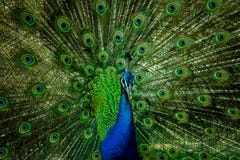 Un beau paon masculin regardant la caméra image stock Un beau paon masculin regardant la caméra image stock