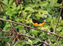 Un beau Tanager populaire dans le quindio image libre de droits Un beau Tanager populaire dans le quindio image libre de droits