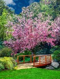 Un bel arbre de fleurs de cerisier fournissant l'ombre à une vieille jeune mariée en bois et à une récolte de ressort des fleurs Photo libre de droits Un bel arbre de fleurs de cerisier fournissant l'ombre à une vieille jeune mariée en bois et à une récolte de ressort des fleurs Photo libre de droits