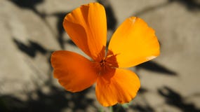 Un bello fiore arancio su un fondo grigio con le ombre fotografia stock libera da diritti Un bello fiore arancio su un fondo grigio con le ombre fotografia stock libera da diritti