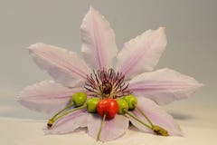 Un bello spiece del clematin famoso come moser dell'agrifoglio con le ciliege fotografie stock Un bello spiece del clematin famoso come moser dell'agrifoglio con le ciliege fotografie stock