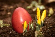 Un bello, uovo di Pasqua rosso colorato nel cortile Alimento tradizionale e festival della molla immagini stock libere da diritti Un bello, uovo di Pasqua rosso colorato nel cortile Alimento tradizionale e festival della molla immagini stock libere da diritti