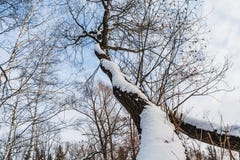 Un bello vecchio albero marrone ramoso fantastico con neve bianca e foglie gialle in un parco in autunno contro il cielo blu con fotografia stock Un bello vecchio albero marrone ramoso fantastico con neve bianca e foglie gialle in un parco in autunno contro il cielo blu con fotografia stock
