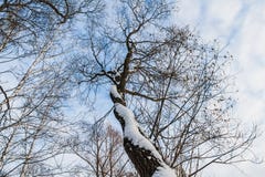 Un bello vecchio albero marrone ramoso fantastico con neve bianca e foglie gialle in un parco in autunno contro il cielo blu con fotografia stock Un bello vecchio albero marrone ramoso fantastico con neve bianca e foglie gialle in un parco in autunno contro il cielo blu con fotografia stock