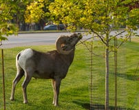 Un Bighorn Ram Looking pour Snacking de ville image libre de droits Un Bighorn Ram Looking pour Snacking de ville image libre de droits