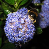 Un bombo laborioso che cerca e che raccoglie polline e nettare come alimento da un fiore porpora in Hyde Park fotografie stock libere da diritti Un bombo laborioso che cerca e che raccoglie polline e nettare come alimento da un fiore porpora in Hyde Park fotografie stock libere da diritti