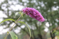 Un Buddleya porpora splendido invitare gli amici alla palla Un Buddleya porpora splendido su un fondo isolato fotografia stock libera da diritti Un Buddleya porpora splendido invitare gli amici alla palla Un Buddleya porpora splendido su un fondo isolato fotografia stock libera da diritti