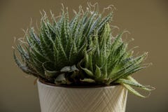 Un cactus dans un pot blanc image stock Un cactus dans un pot blanc image stock