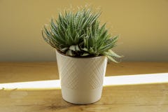 Un cactus en un pote blanco en un worktop de madera fotos de archivo Un cactus en un pote blanco en un worktop de madera fotos de archivo