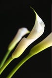Un calla lilly immagini stock Un calla lilly immagini stock
