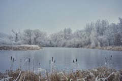 Un calme, étang congelé avec le cattail images libres de droits Un calme, étang congelé avec le cattail images libres de droits