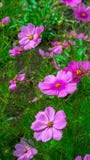 Un campo con las flores del cosmos del jardín imágenes de archivo libres de regalías Un campo con las flores del cosmos del jardín imágenes de archivo libres de regalías