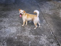 Un cane di Brown che esamina indietro la macchina fotografica immagine stock libera da diritti Un cane di Brown che esamina indietro la macchina fotografica immagine stock libera da diritti