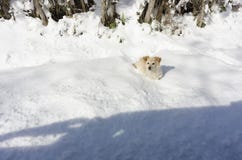 Un cane nella neve Fotografia Stock Un cane nella neve Fotografia Stock