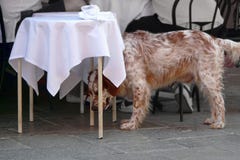 Un cane sul canicola Fotografia Stock Libera da Diritti Un cane sul canicola Fotografia Stock Libera da Diritti