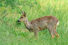 Un capriolo solo che sta nell'erba Immagini Stock Un capriolo solo che sta nell'erba Immagini Stock