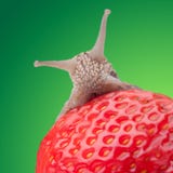 Un caracol grande come las fresas, tiro cercano imágenes de archivo libres de regalías Un caracol grande come las fresas, tiro cercano imágenes de archivo libres de regalías