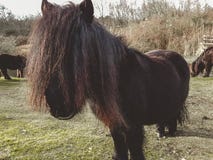 Un cavallino di Shetland nell'inverno immagine stock libera da diritti Un cavallino di Shetland nell'inverno immagine stock libera da diritti