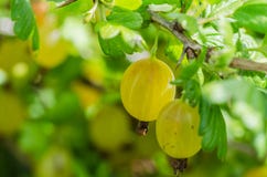 Un cespuglio delle bacche giallo verde mature dell'uva spina con un gusto magnifico immagini stock libere da diritti Un cespuglio delle bacche giallo verde mature dell'uva spina con un gusto magnifico immagini stock libere da diritti