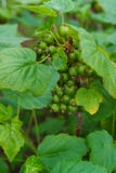 Un cespuglio di un ribes nero con le bacche verdi non ancora maturate Nel giardino immagini stock Un cespuglio di un ribes nero con le bacche verdi non ancora maturate Nel giardino immagini stock