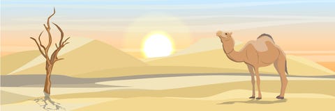 Un chameau simple-humped dans un désert avec des dunes de sable et un arbre sécheresse-sec illustration libre de droits Un chameau simple-humped dans un désert avec des dunes de sable et un arbre sécheresse-sec illustration libre de droits