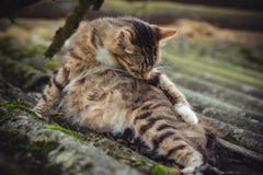 Un chat enceinte tigré coloré lèche sa fourrure sur un vieux toit couvert de la mousse photo stock Un chat enceinte tigré coloré lèche sa fourrure sur un vieux toit couvert de la mousse photo stock